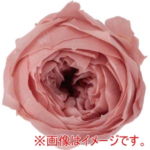 大地農園 大地農園 ローズ ココット モーブピンク 9輪 ブリザーブドフラワー