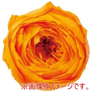 大地農園 大地農園 ローズ ココット フルーティオレンジ 9輪 ブリザーブドフラワー